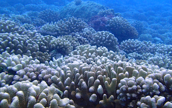 Coral cover on the forereef at Moorea after a 2010 hurricane and crown-of-thorns seastar outbreak.